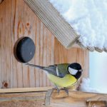 Vögel füttern im Winter