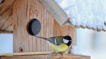 Vögel füttern im Winter