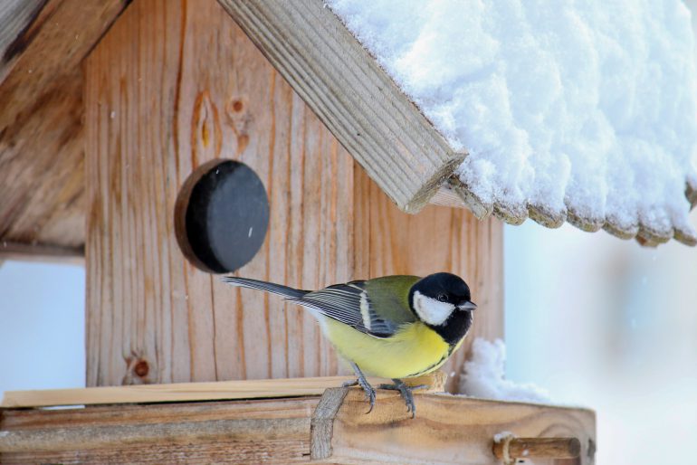 Vögel füttern im Winter