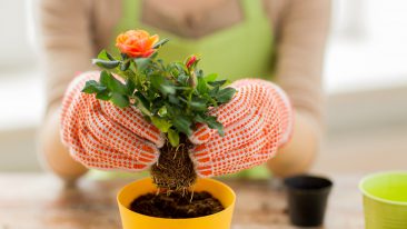 Trauermücken im Blumentopf? Die Mikrowelle kann helfen!