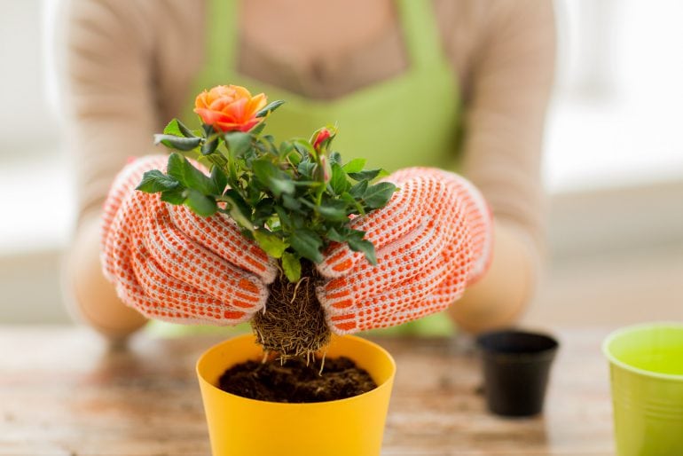 Trauermücken im Blumentopf? Die Mikrowelle kann helfen!