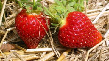 Erdbeeren düngen – Tipps für eine ertragsreiche Ernte