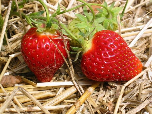 Erdbeeren düngen – Tipps für eine ertragsreiche Ernte