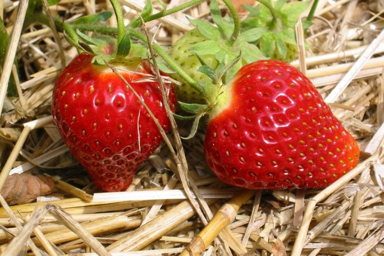 Erdbeeren düngen – Tipps für eine ertragsreiche Ernte