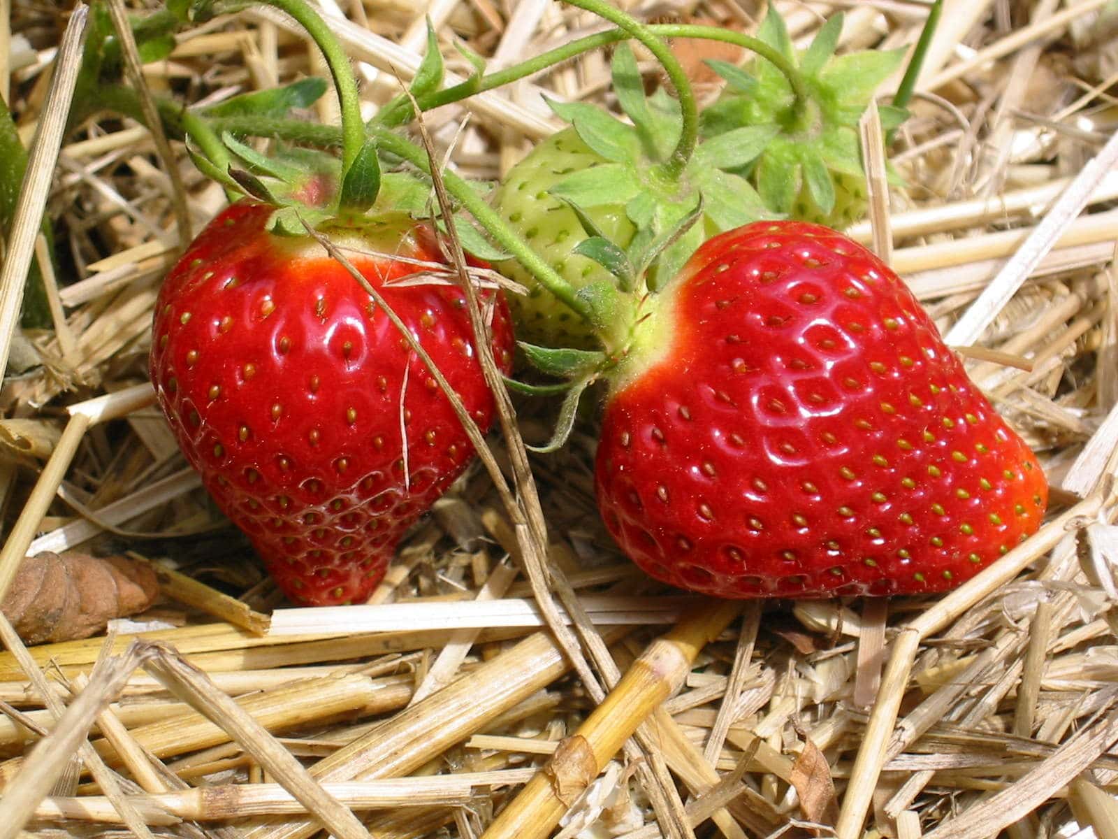 Erdbeeren-Duengen