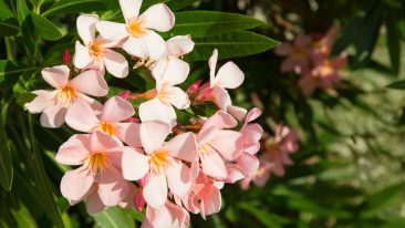 Oleander düngen: Tipps und Tricks für eine gute Nährstoffversorgung