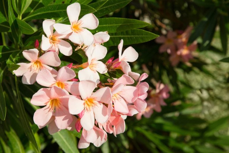 Oleander düngen: Tipps und Tricks für eine gute Nährstoffversorgung