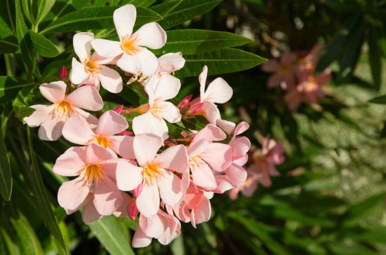 Oleander-Duengen