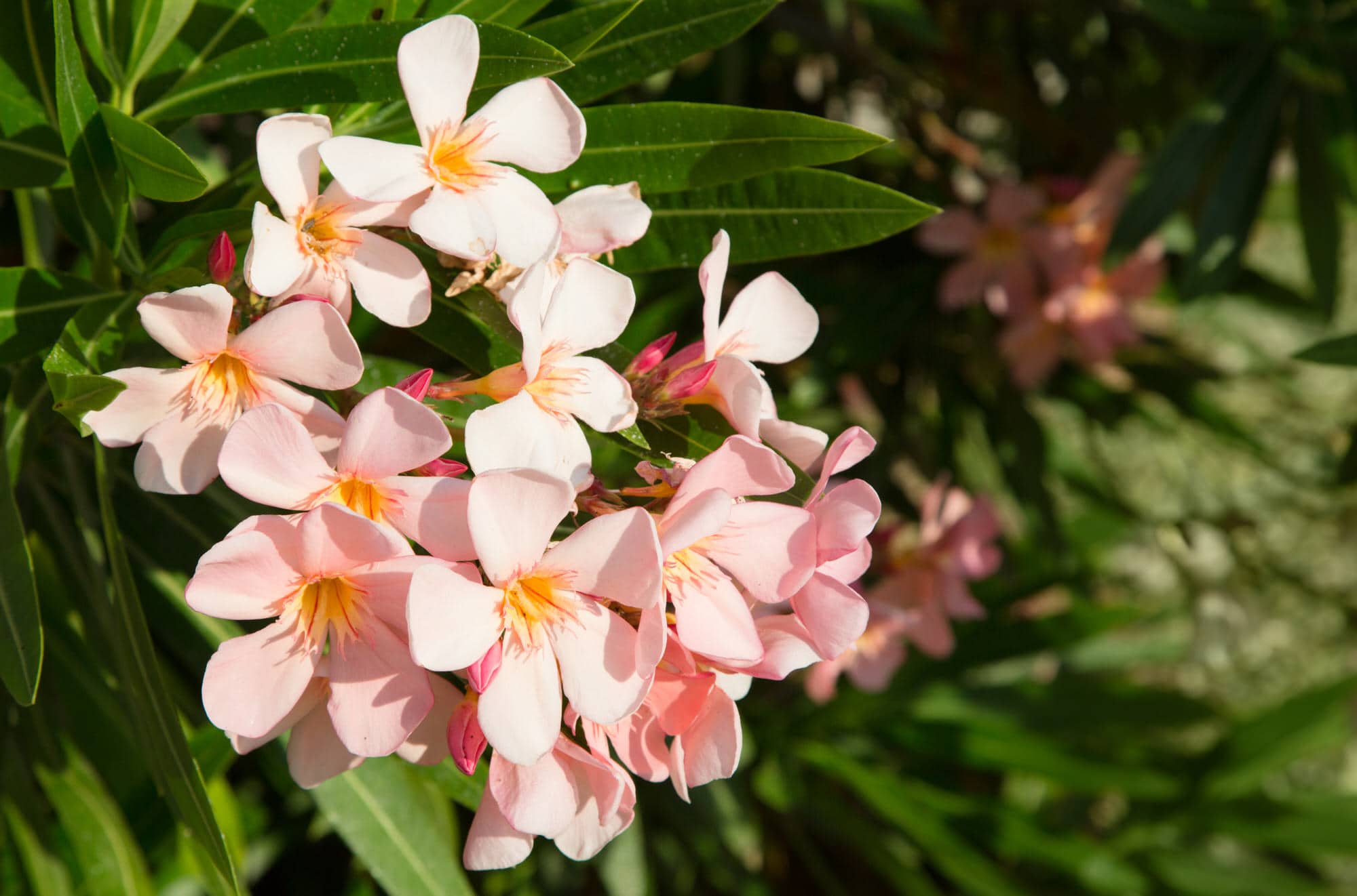 Oleander-Duengen