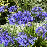 Agapanthus düngen – aber richtig!