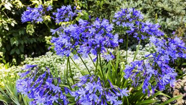 Agapanthus düngen – aber richtig!