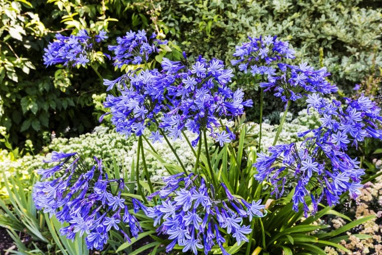 Agapanthus düngen – aber richtig!