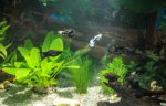 Aquarium-Pflanzen düngen