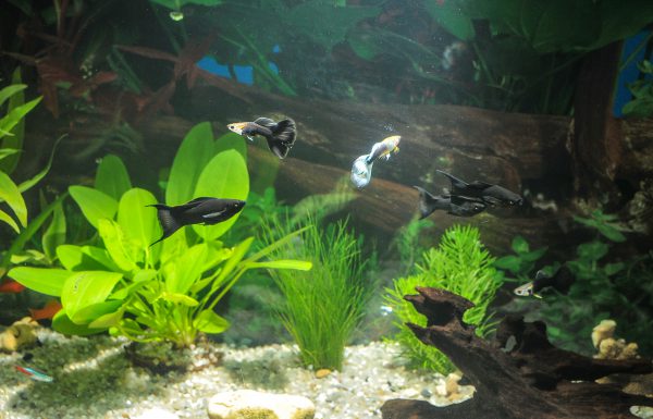 Aquarium-Pflanzen düngen