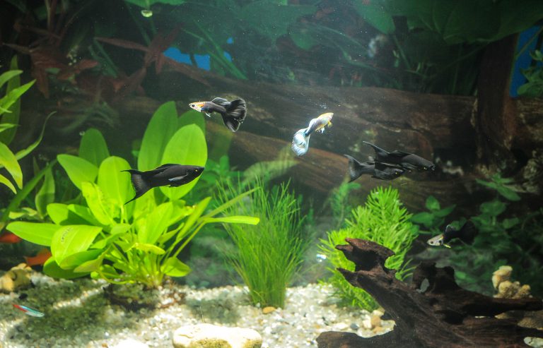 Aquarium-Pflanzen düngen