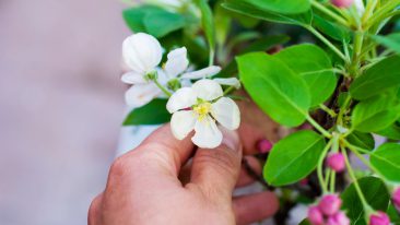 Apfelbaum düngen – darauf kommt es an