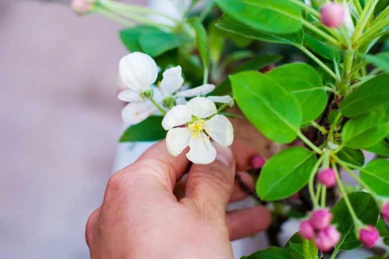 Apfelbaum düngen – darauf kommt es an