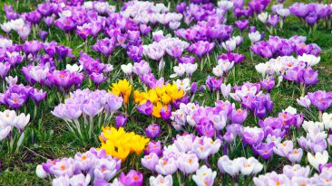 Frühlingsblumen pflanzen