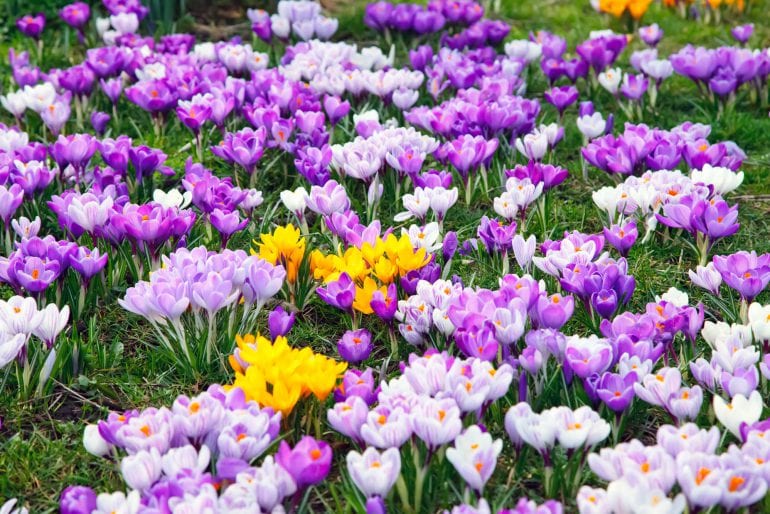 Frühlingsblumen pflanzen