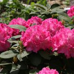 Rhododendron-Duengen