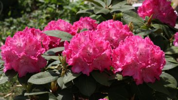 Rhododendron düngen – Mit der richtigen Düngung sorgen Sie für eine prächtige Blüte