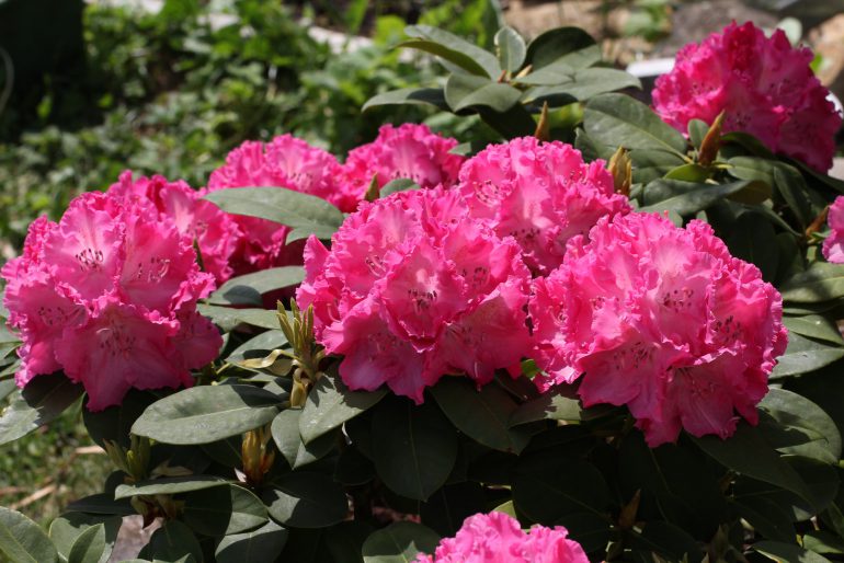 Rhododendron düngen – Mit der richtigen Düngung sorgen Sie für eine prächtige Blüte