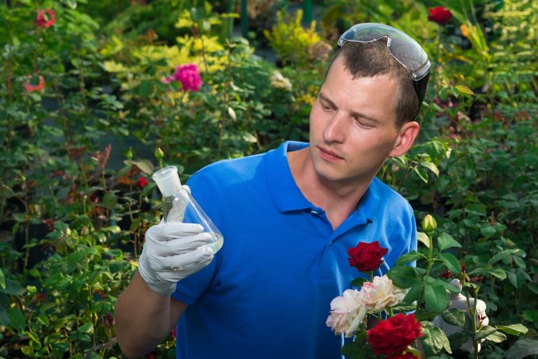 Düngemittel für Rosen