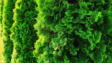 Thuja richtig düngen – darauf sollten Sie achten