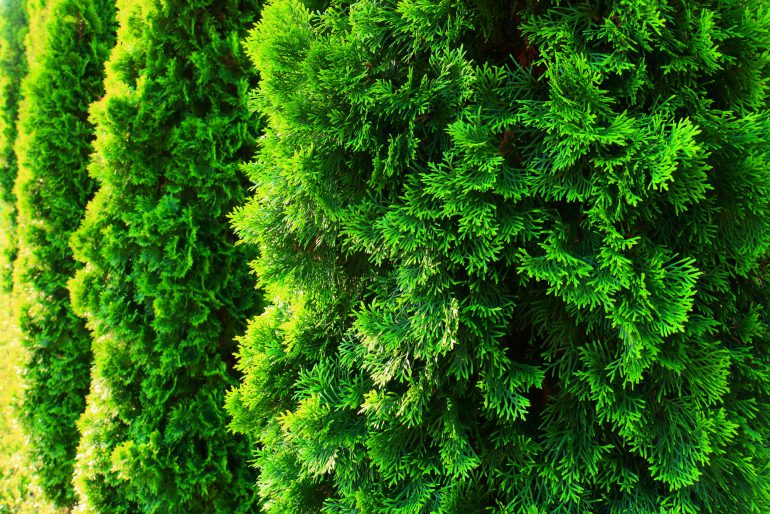 Thuja richtig düngen – darauf sollten Sie achten