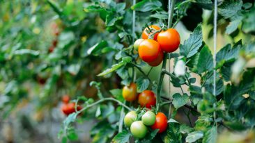 Tomaten optimal düngen – Tipps zur Häufigkeit und Düngerauswahl