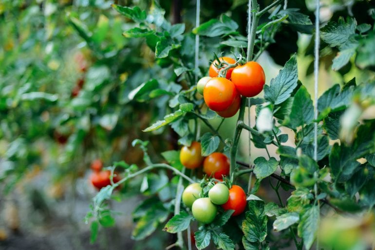 Tomaten optimal düngen – Tipps zur Häufigkeit und Düngerauswahl