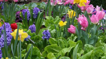 Frühlingsblumen bestimmen, so einfach