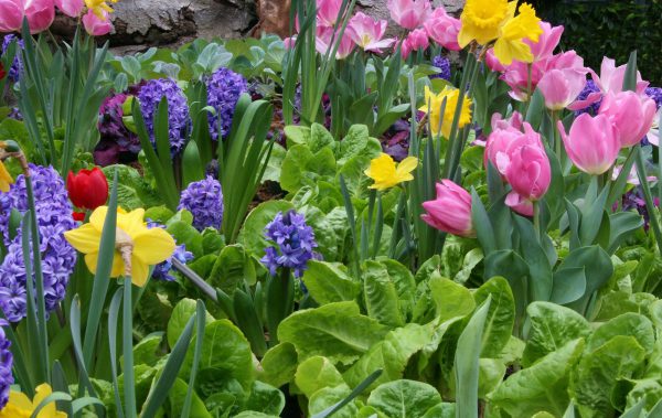 Frühlingsblumen bestimmen