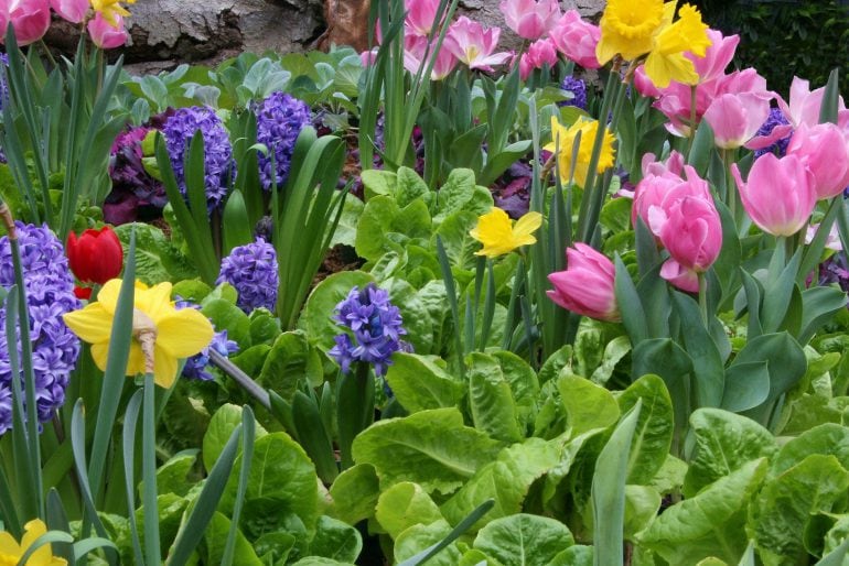 Frühlingsblumen bestimmen, so einfach