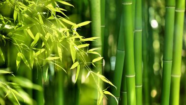 Bambus düngen – Wann, womit und wie?