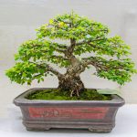 Bonsai-Dünger – Welches Düngemittel ist das richtige?