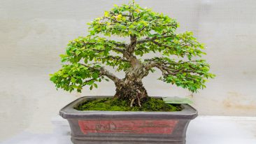 Bonsai-Dünger – Welches Düngemittel ist das richtige?