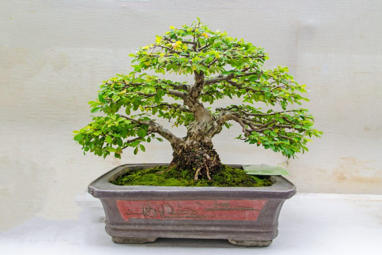 Bonsai-Dünger – Welches Düngemittel ist das richtige?