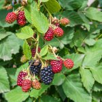 Brombeeren düngen – Zeitpunkt und Düngerauswahl