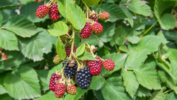 Brombeeren düngen – Zeitpunkt und Düngerauswahl