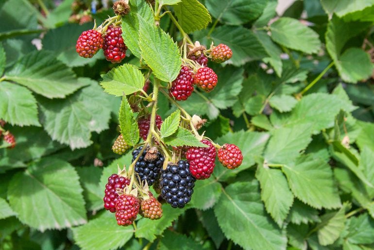 Brombeeren düngen – Zeitpunkt und Düngerauswahl