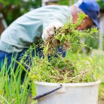 Gartenmythos aufgeklärt - Stimmt's: Unkraut vergeht nicht?