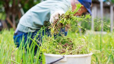 Gartenmythos aufgeklärt – Stimmt’s: Unkraut vergeht nicht?