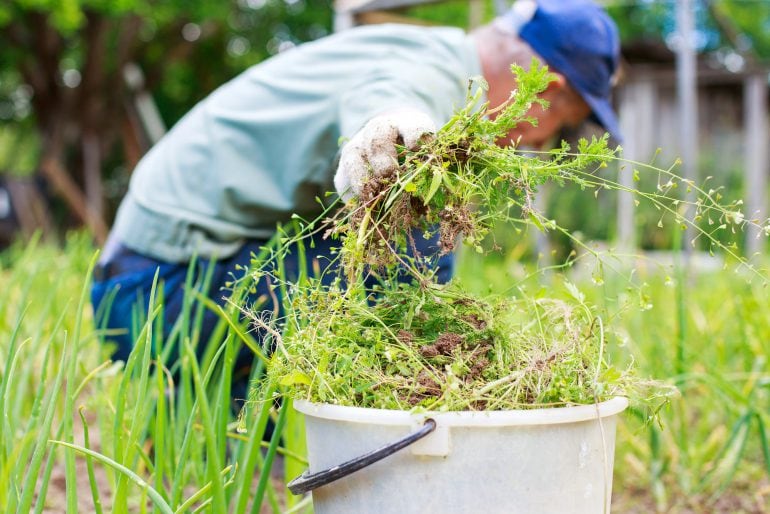 Gartenmythos aufgeklärt – Stimmt’s: Unkraut vergeht nicht?