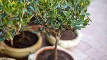 Olivenbaum düngen: So versorgen Sie ihn optimal mit Nährstoffen