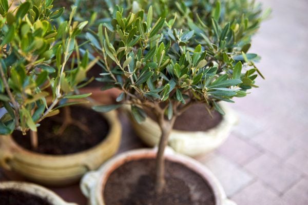 Olivenbaum düngen So Sie ihn optimal mit Nährstoffen