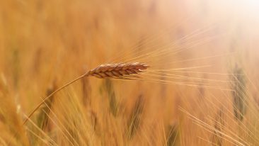 Wahrheit oder alte Mär – Auf diese Bauernregeln können Sie sich verlassen