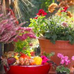 Balkonpflanzen Herbst: So machen Sie den Balkon fit für den Herbst