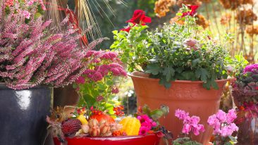 Balkonpflanzen Herbst: So machen Sie den Balkon fit für den Herbst