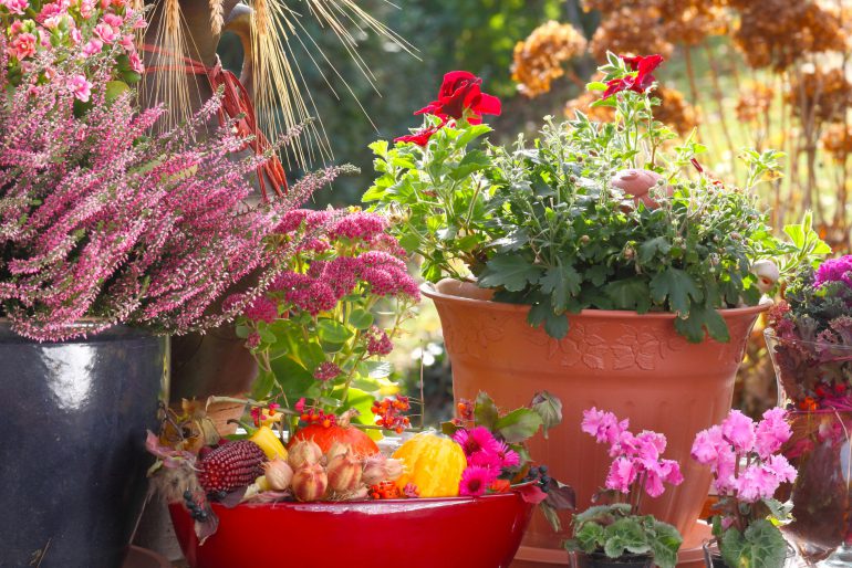 Balkonpflanzen Herbst: So machen Sie den Balkon fit für den Herbst